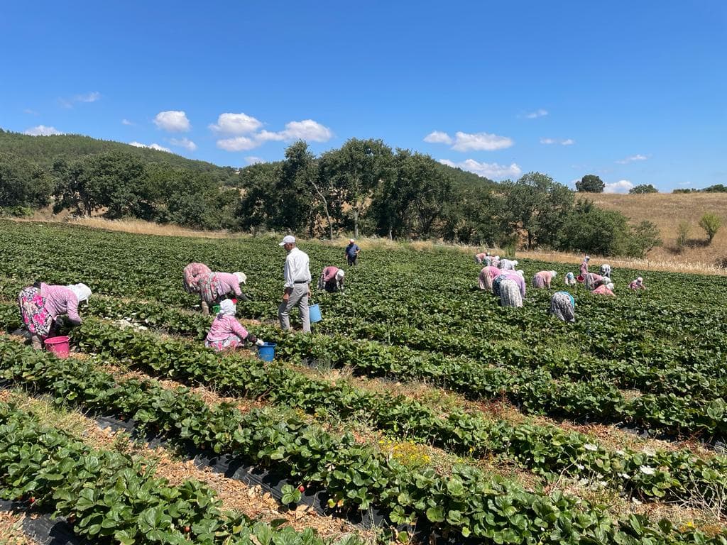 Bio Johannisbeeren (gefriergetrocknet)