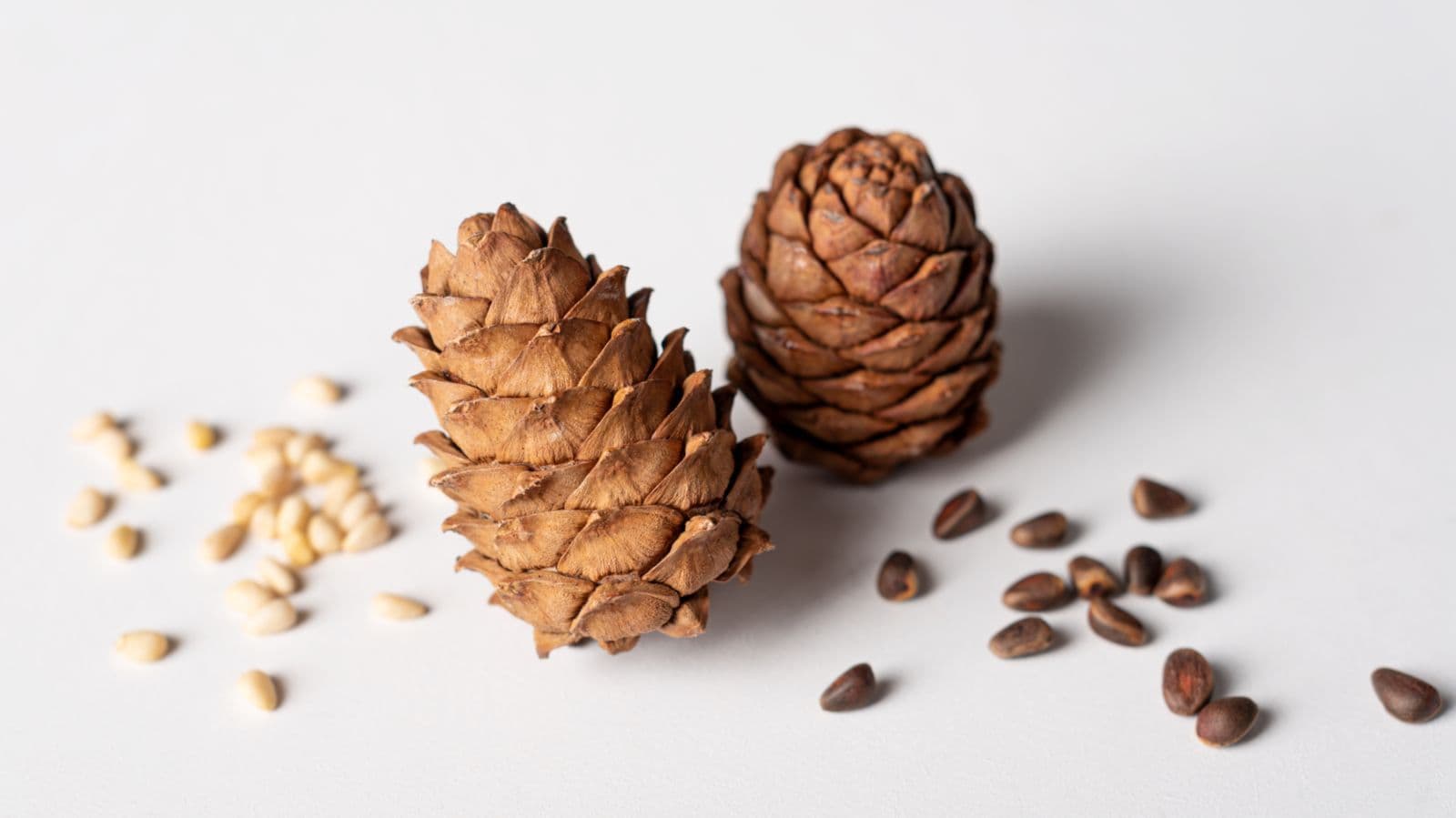 Bio Pinienkerne aus Russland (Zedernüsse)